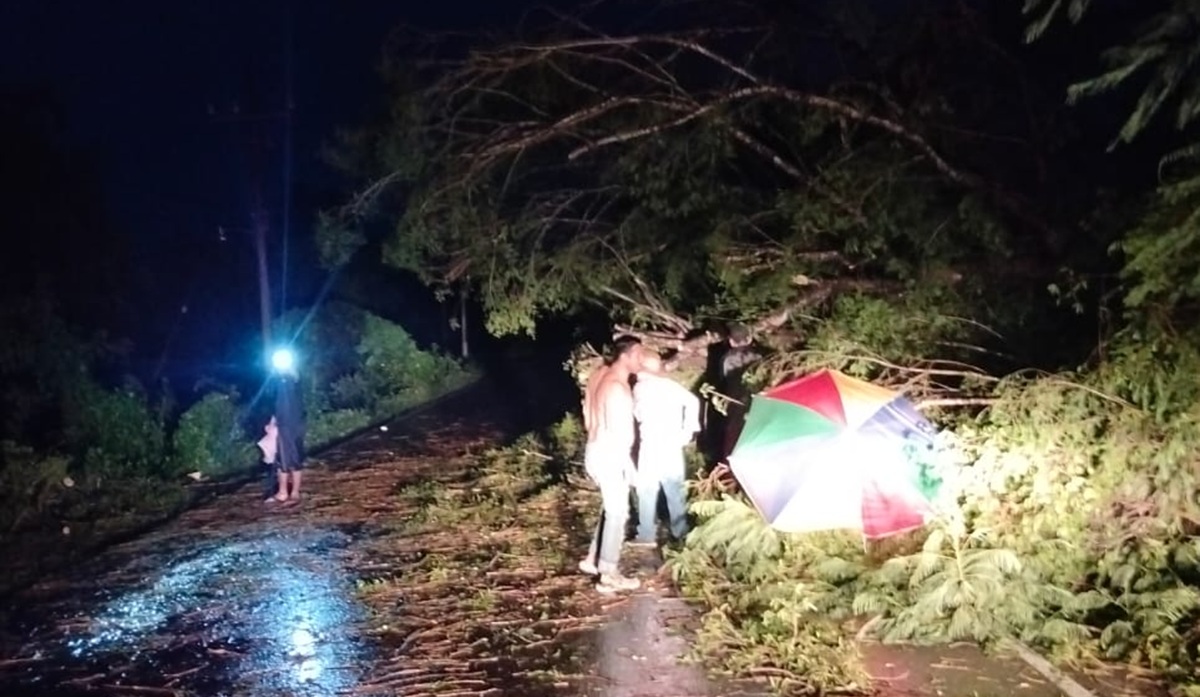 Árboles caídos deja fuerte tormenta en Guasave