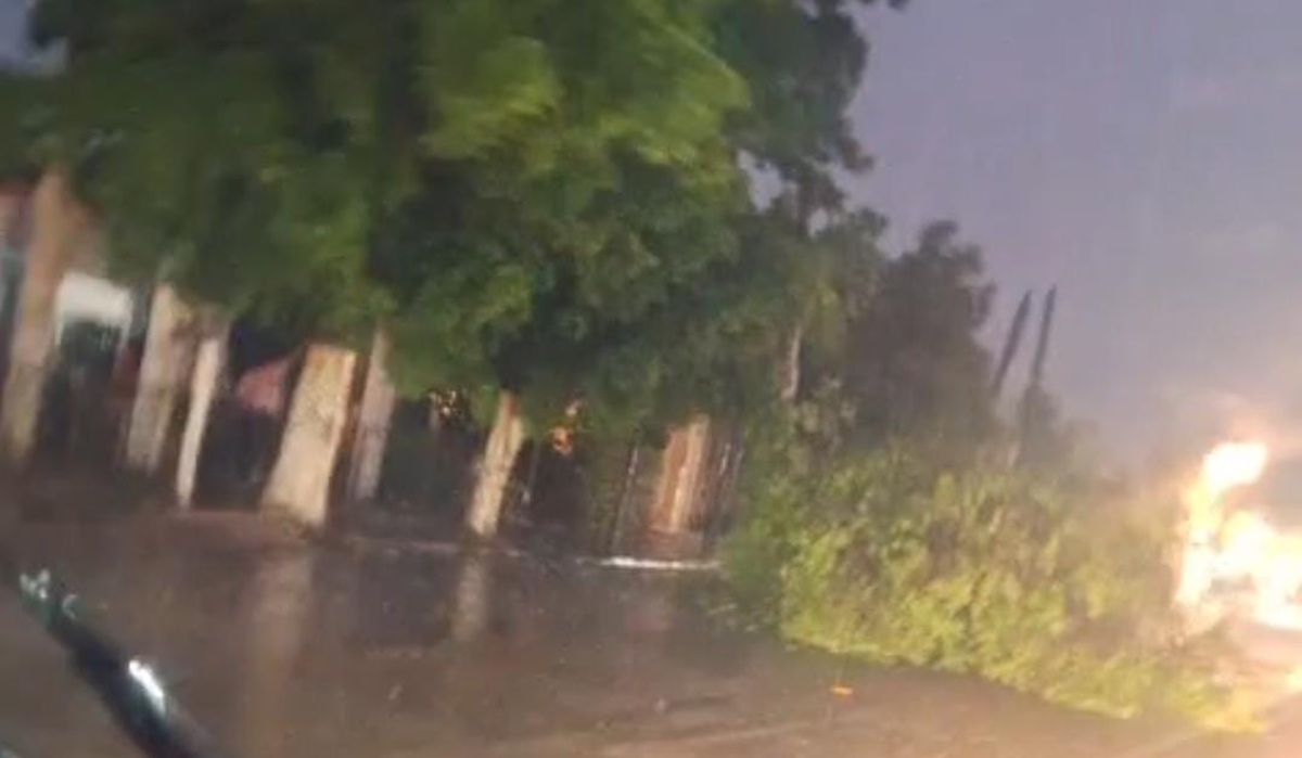 Árboles caídos deja fuerte tormenta en Guasave