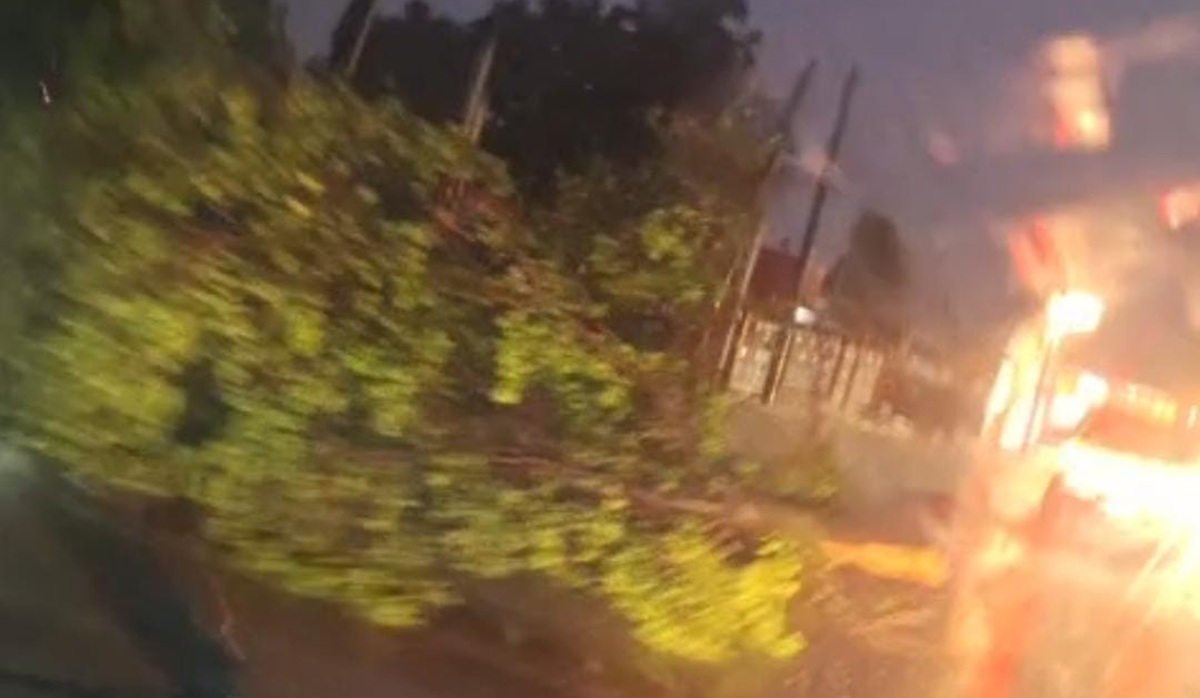 Árboles caídos deja fuerte tormenta en Guasave