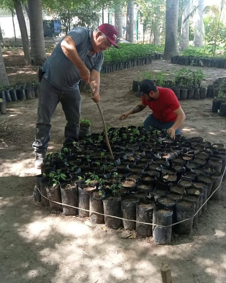 Ecología Guasave regala árboles