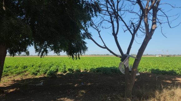 Proponen sembrar un árbol en cada parcela de Guasave para atraer lluvias y dar sombra