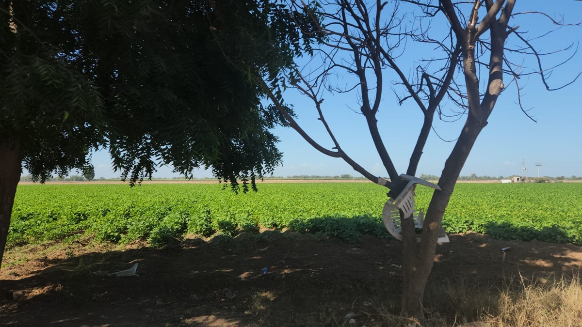 Buscan sembrar un árbol por cada parcela en Guasave