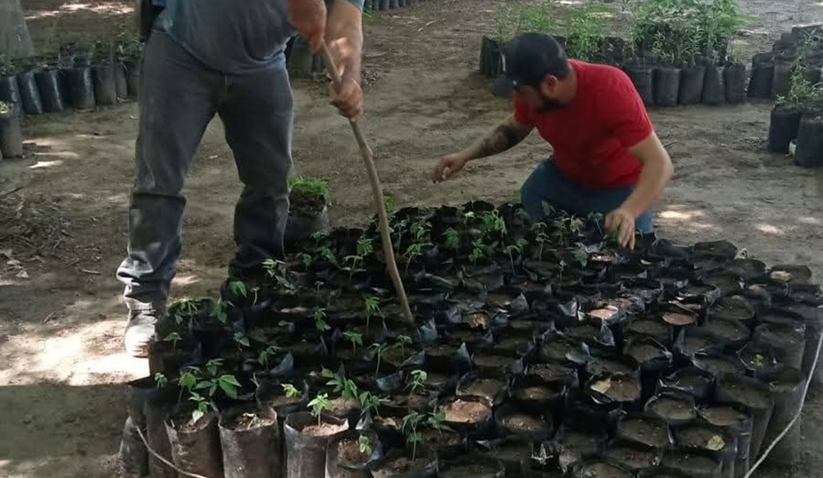 Buscan sembrar un árbol por cada parcela en Guasave