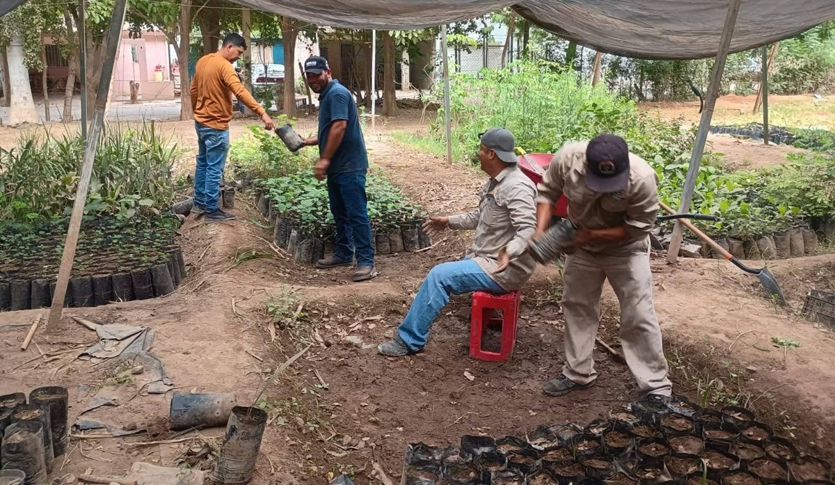 Buscan sembrar un árbol por cada parcela en Guasave