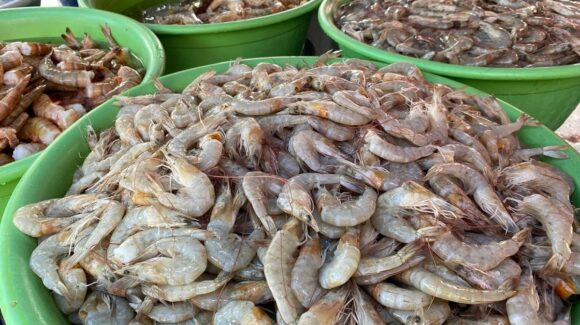Importaciones de camarón ponen en riesgo la sanidad acuícola en Sinaloa: CESASIN