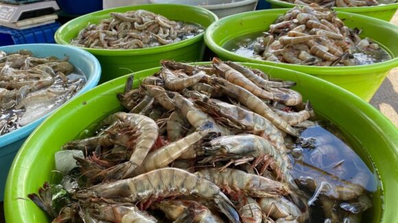 Por tradición y necesidad, pero sin expectativa, pescadores de Guasave, Sinaloa, ante zafra de camarón