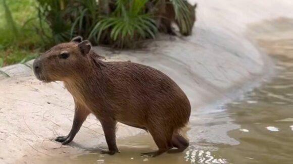 Comienzan a llegar las primeras visitas a la nueva atracción de capibaras en el Acuario Mar de Cortés