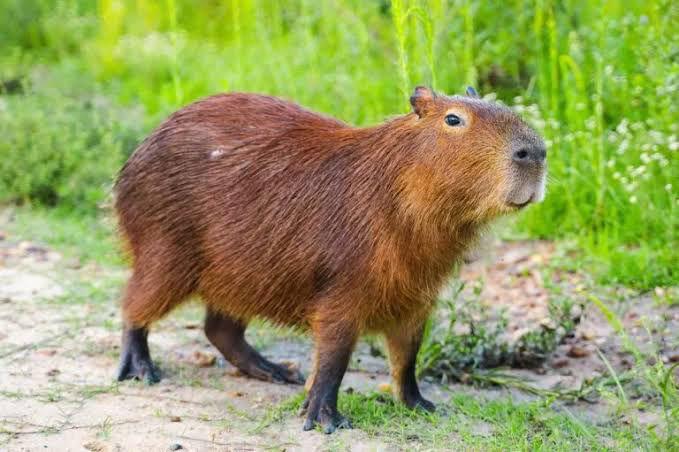 capibara en acuario de mazatlan roedor
