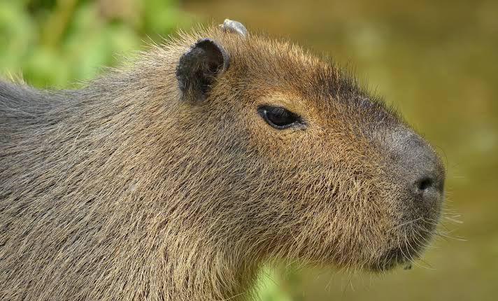 capibara en acuario de mazatlan sin