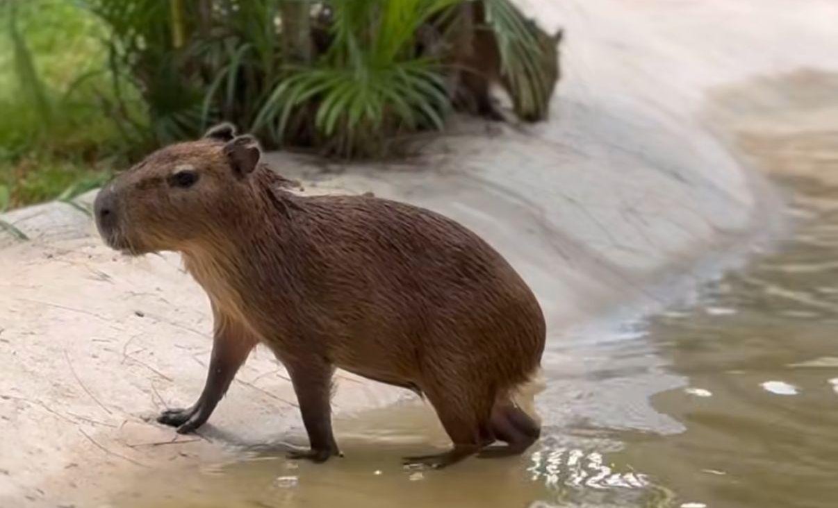 capibara en acuario de mazatlan