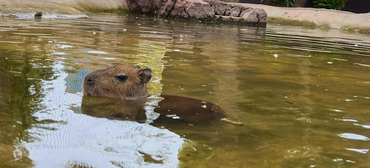 Capibara