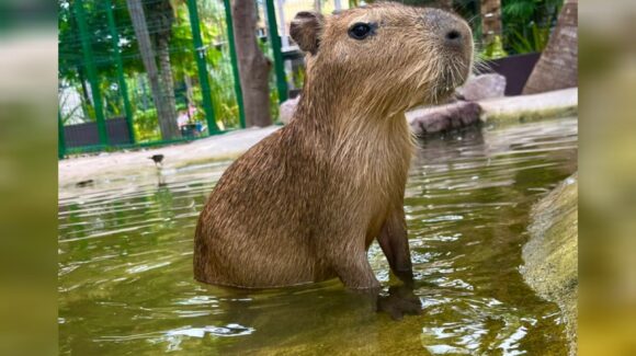 Capibaras conquistan corazones en Mazatlán; son embajadores de la naturaleza