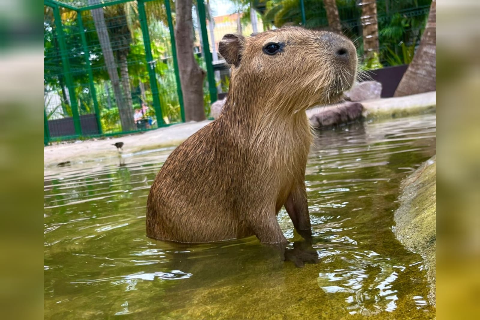 Capibara