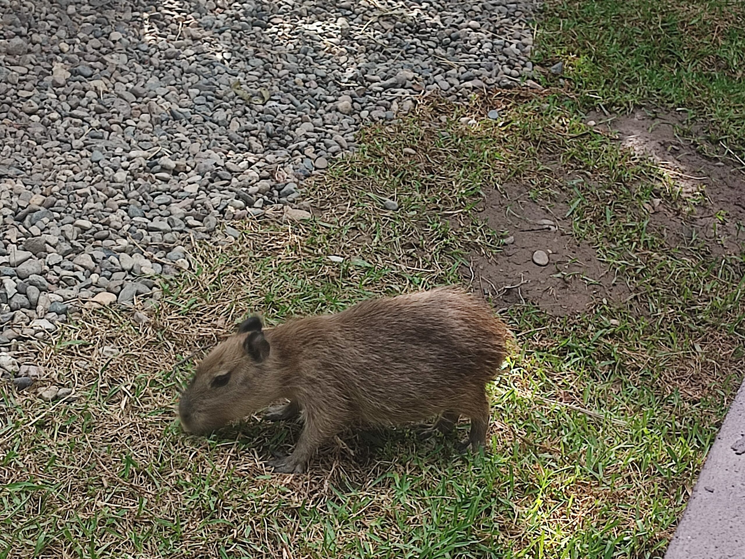 Capibaras en el Gran Acuario de Mazatlán