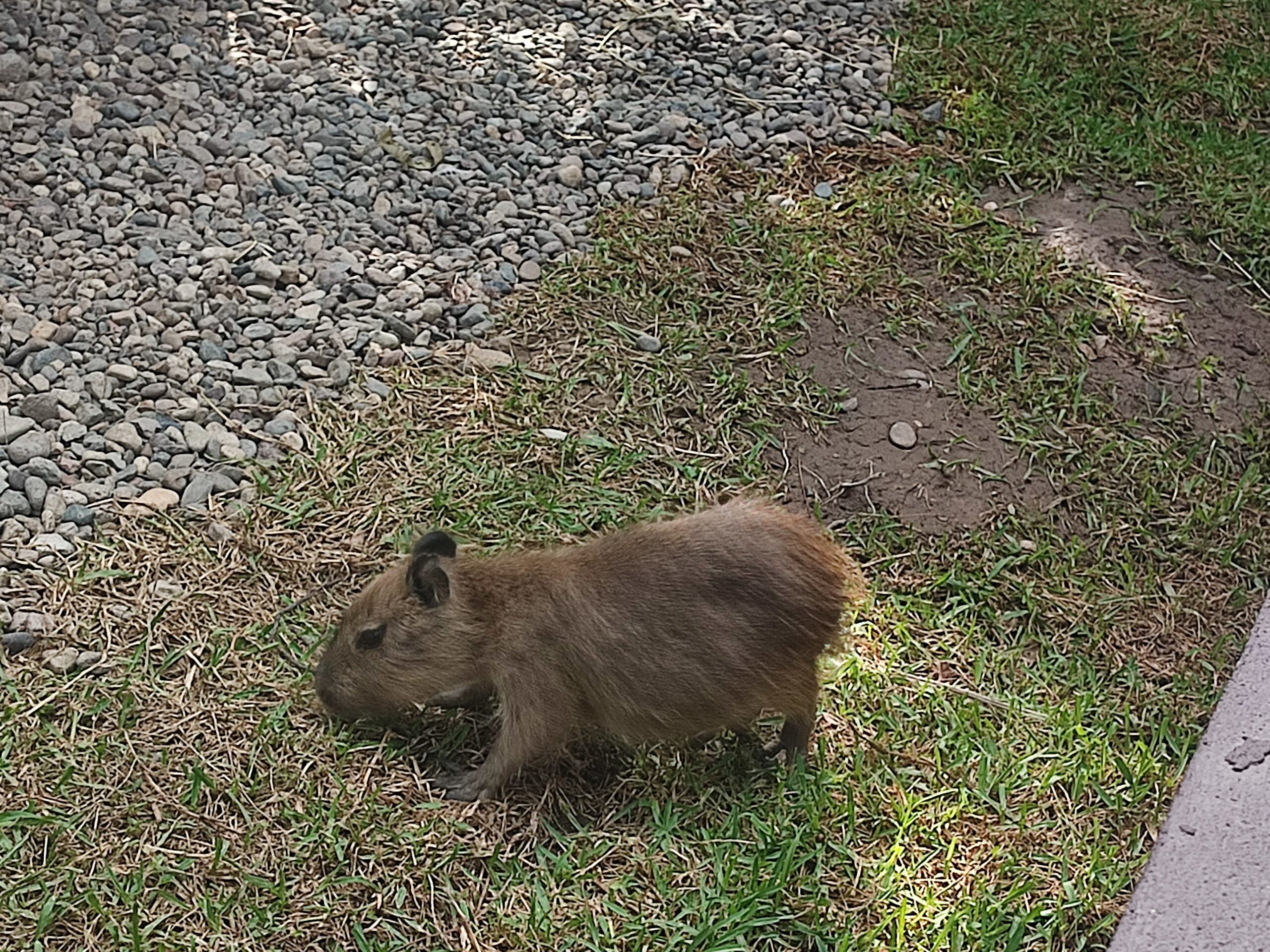 Capibaras en el Gran Acuario de Mazatlán