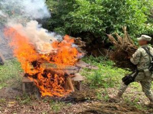 decomisan secadero de mariguana en culiacan
