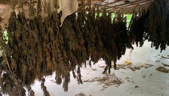 Golpe a la delincuencia organizada en Culiacán; decomisan secadero de mariguana por 510 mil
