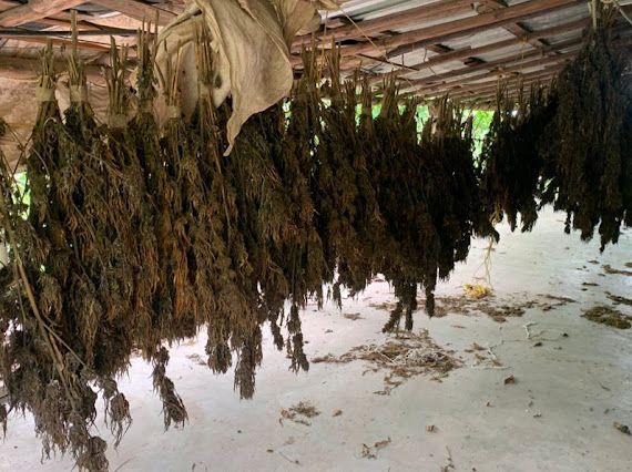 decomisan secadero de mariguana en culiacan sinaloa