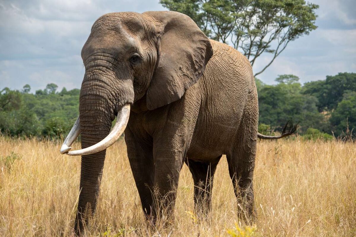 Día del Elefante