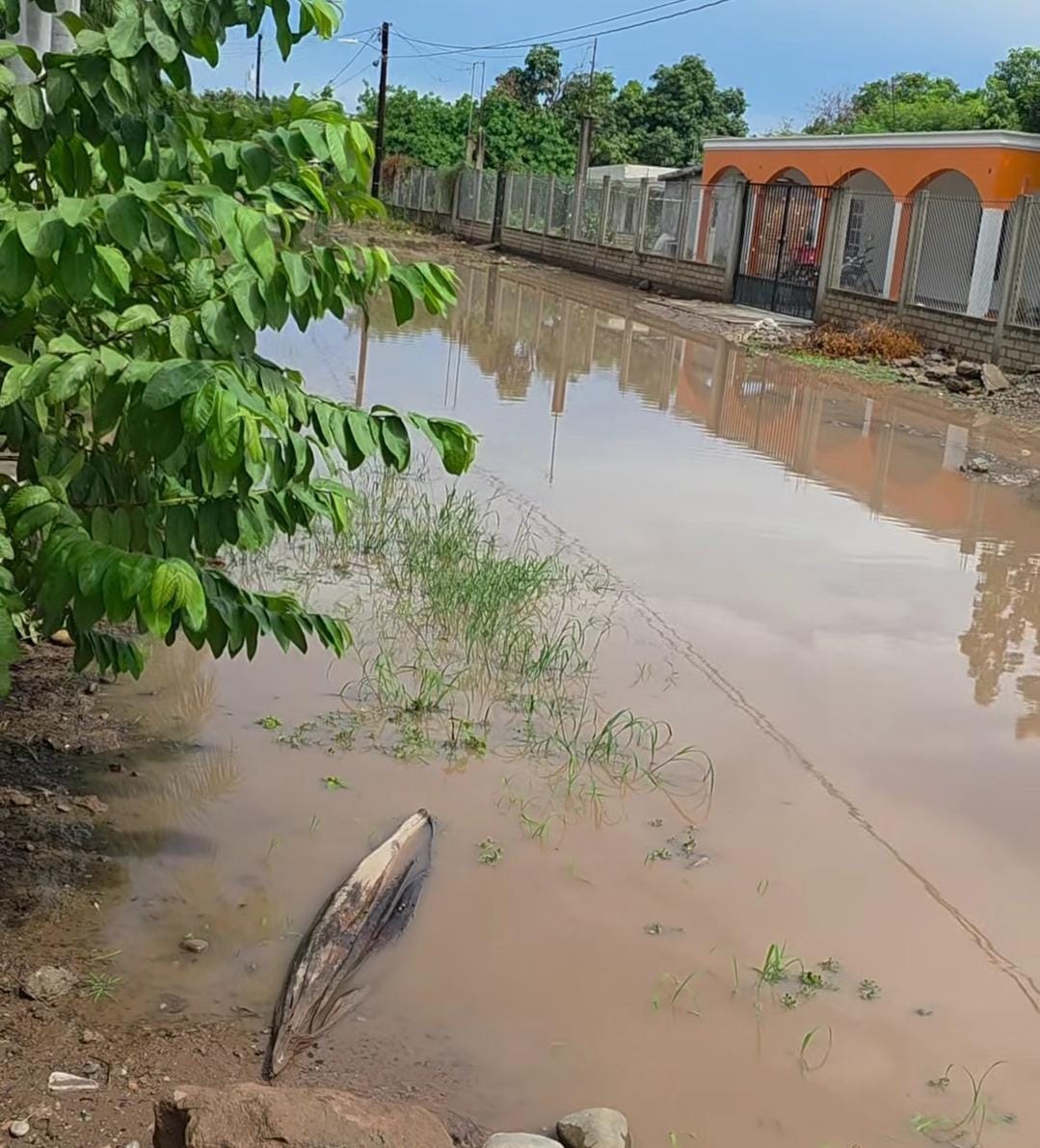 el agua inundo y daño viviendas en comunidades de guasave