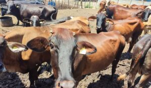 Cefpps lanza llamado a federación sobre acciones urgentes ante el gusano barrenador para recuperar la sanidad ganadera de Sinaloa