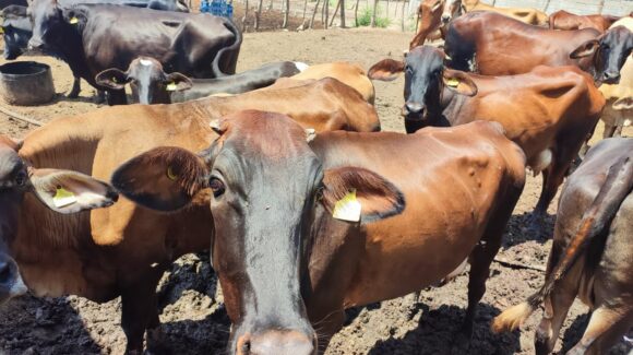 Mazatlán tendrá su primer tianguis ganadero; es tiempo de aprovechar los beneficios los productores