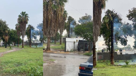 Se incendia palmera tras caerle un rayo en Villas de Santiago, Los Mochis