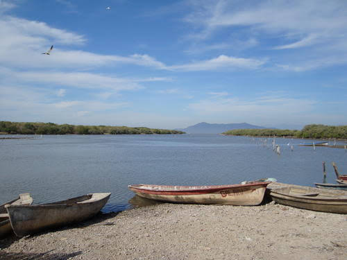 el sistema lagunar Huizache Caimanero no posee camaron
