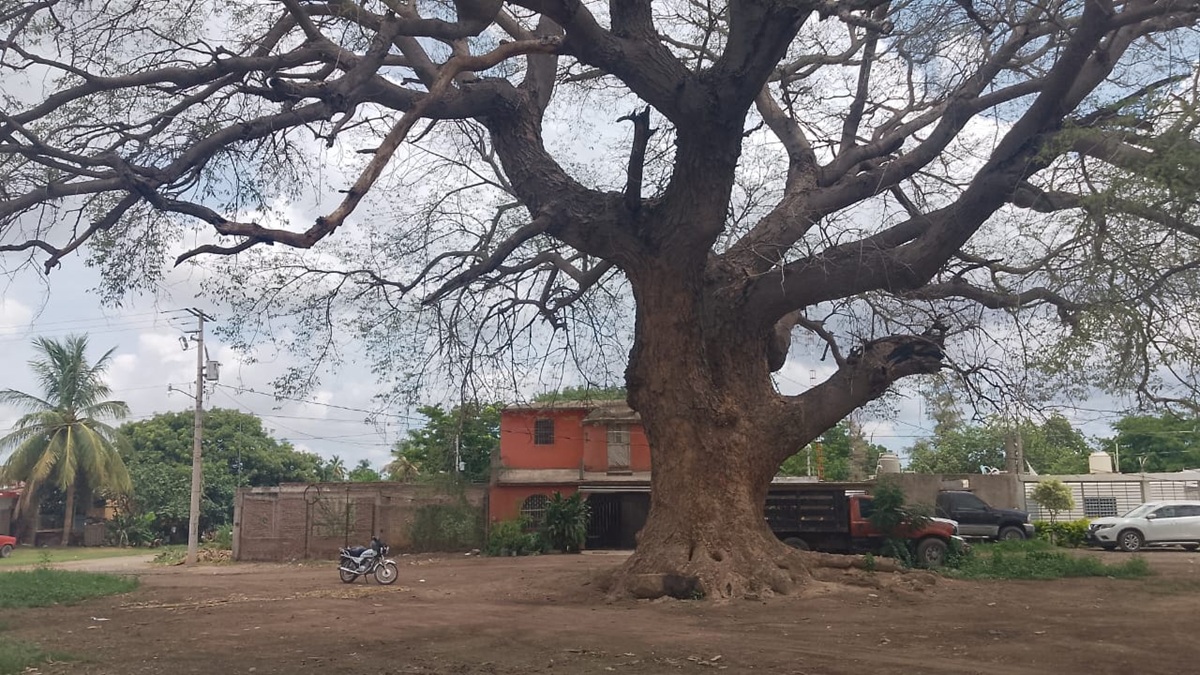 Huanacaxtle centenario en Callejones de Guasavito sufre deterioro