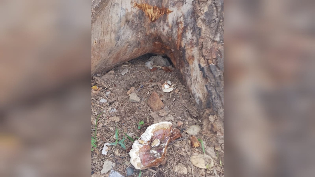 Huanacaxtle centenario en Callejones de Guasavito sufre deterioro