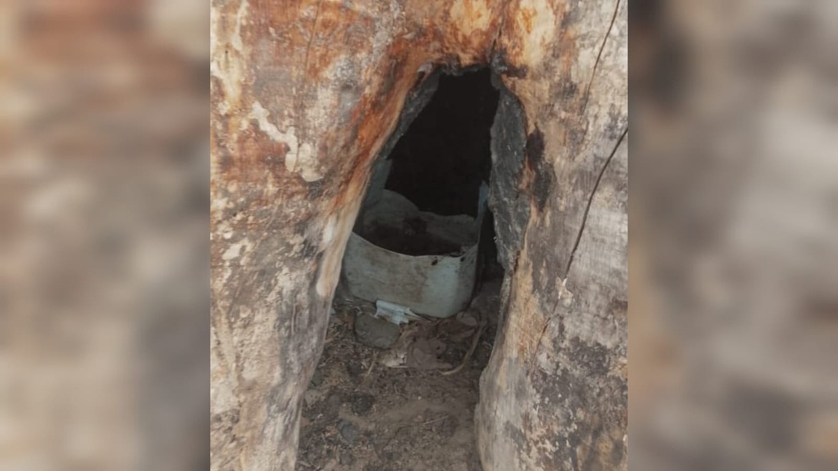 Huanacaxtle centenario en Callejones de Guasavito sufre deterioro