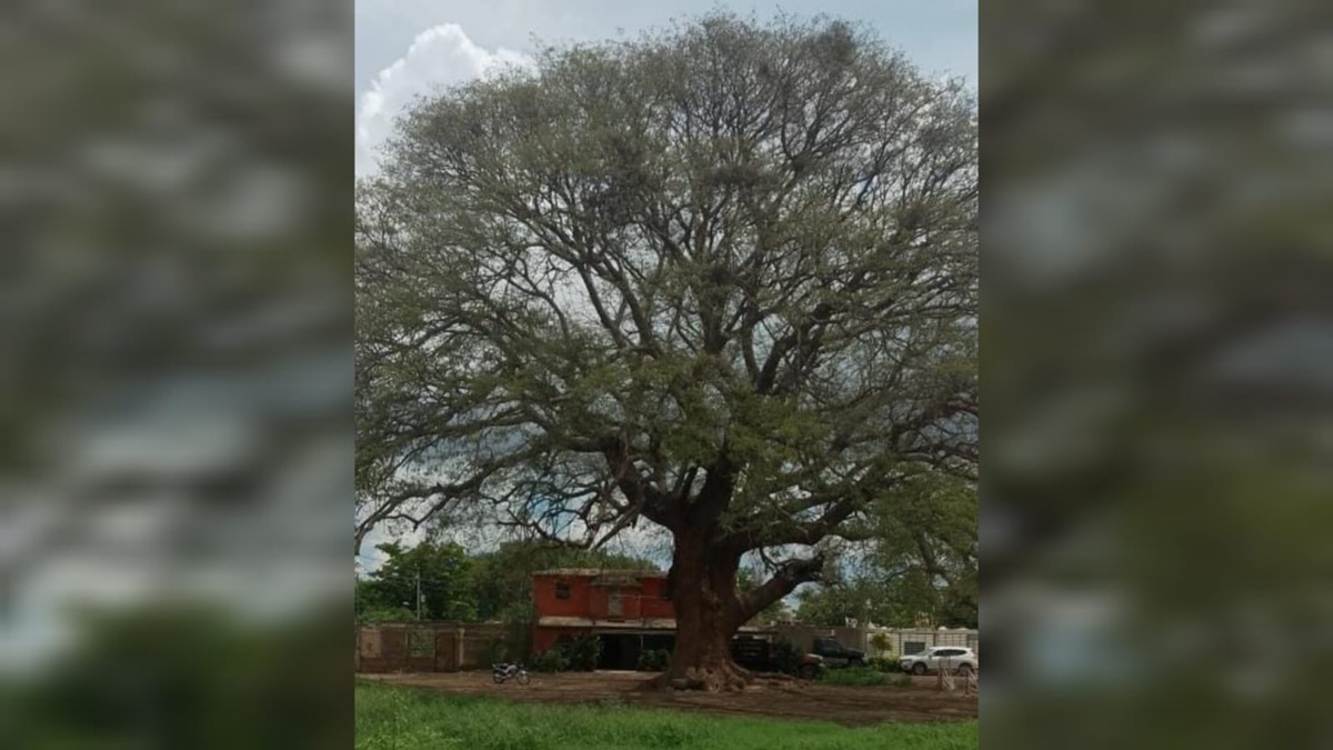 Huanacaxtle centenario en Callejones de Guasavito sufre deterioro