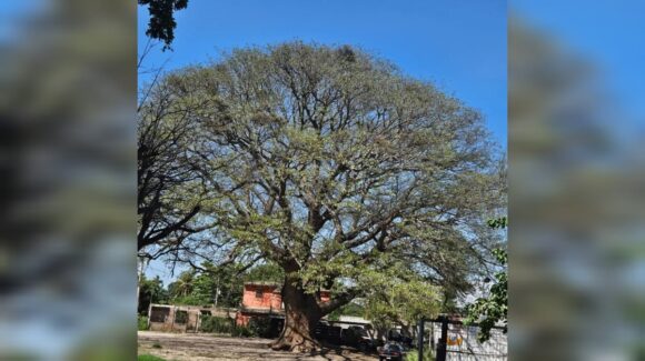 “El Arbolón” de Guasavito en riesgo: detectan hongo, huecos y quemaduras en el huanacaxtle centenario