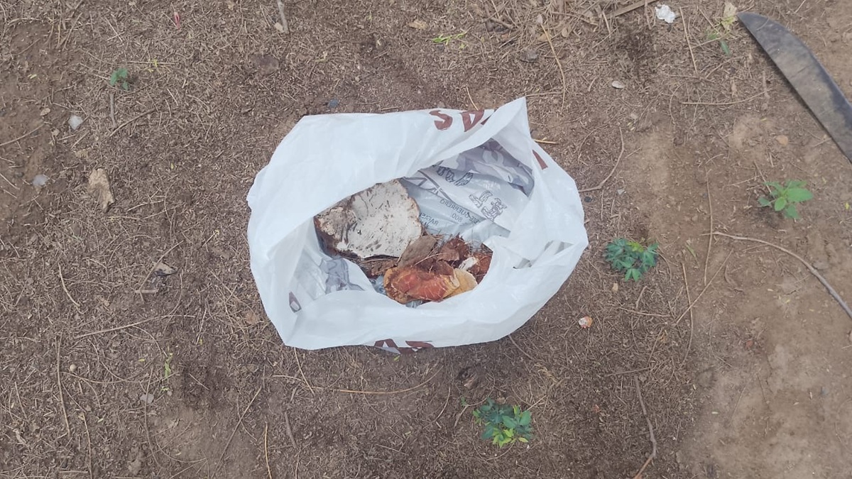 Retiran hongos de huanacaxtle centenario en Callejones de Guasavito