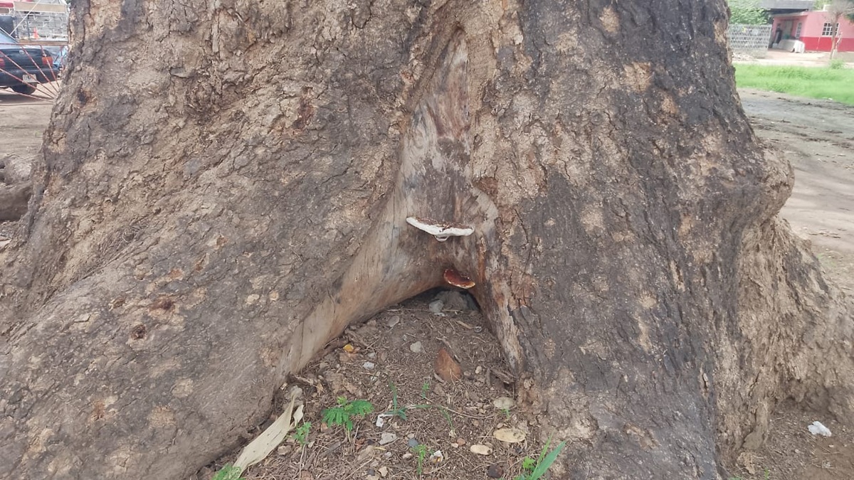 Huanacaxtle centenario en Callejones de Guasavito sufre deterioro