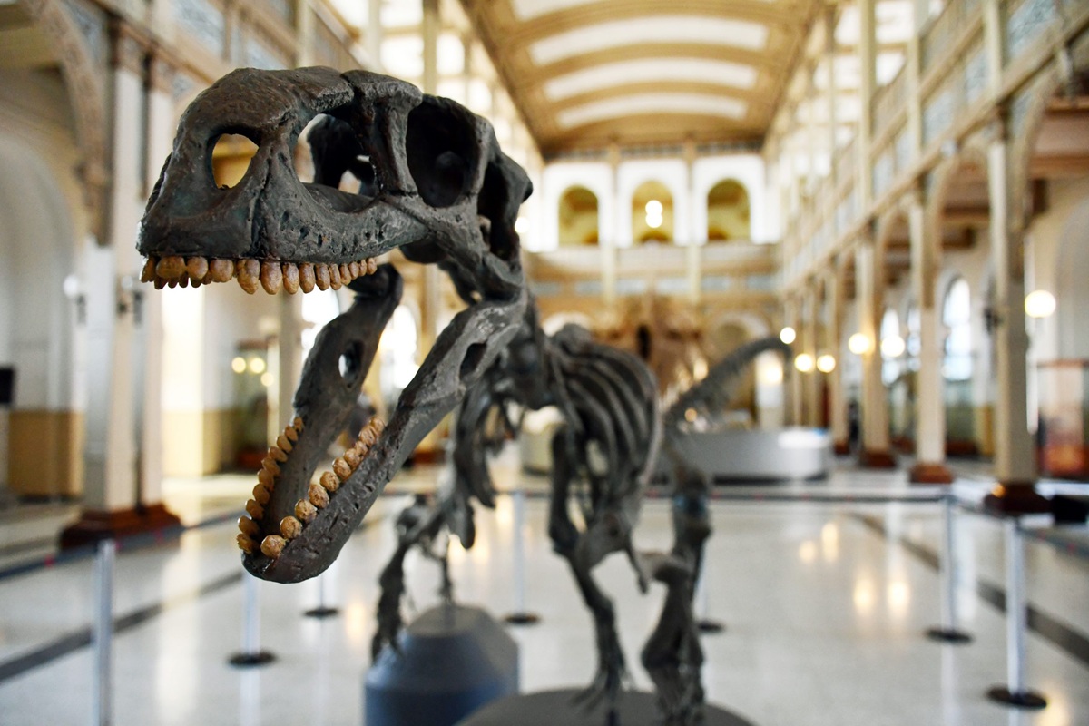Esqueleto de dinosaurio en museo