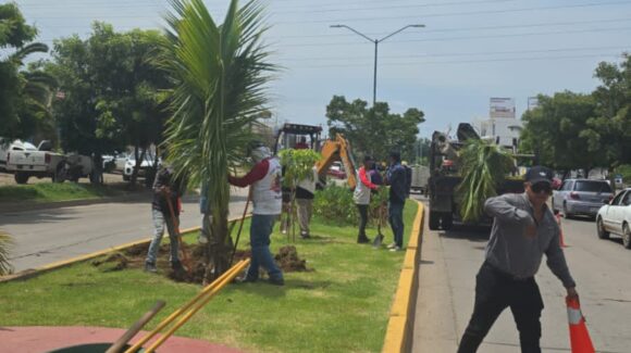 Extraen en Mazatlán 18 palmeras y las reubican por construcción del puente vehicular salida norte