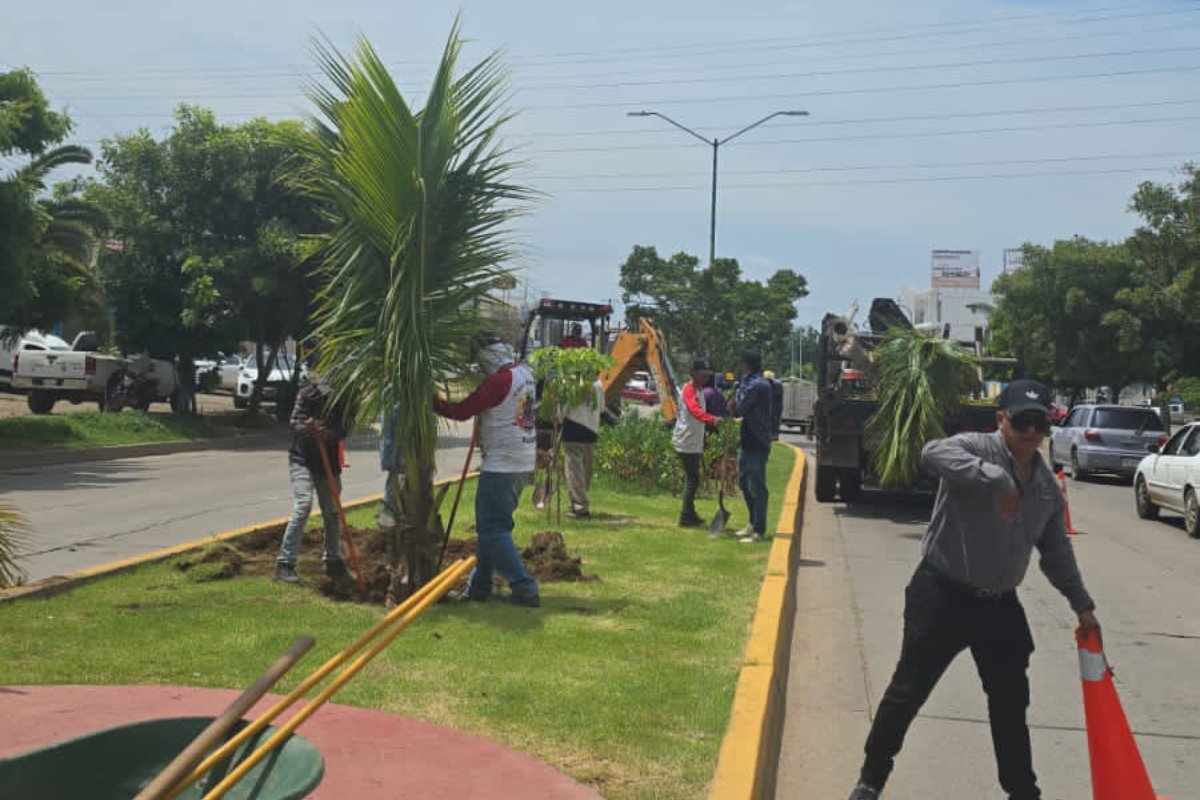 extracción de las palmas cocoteras
