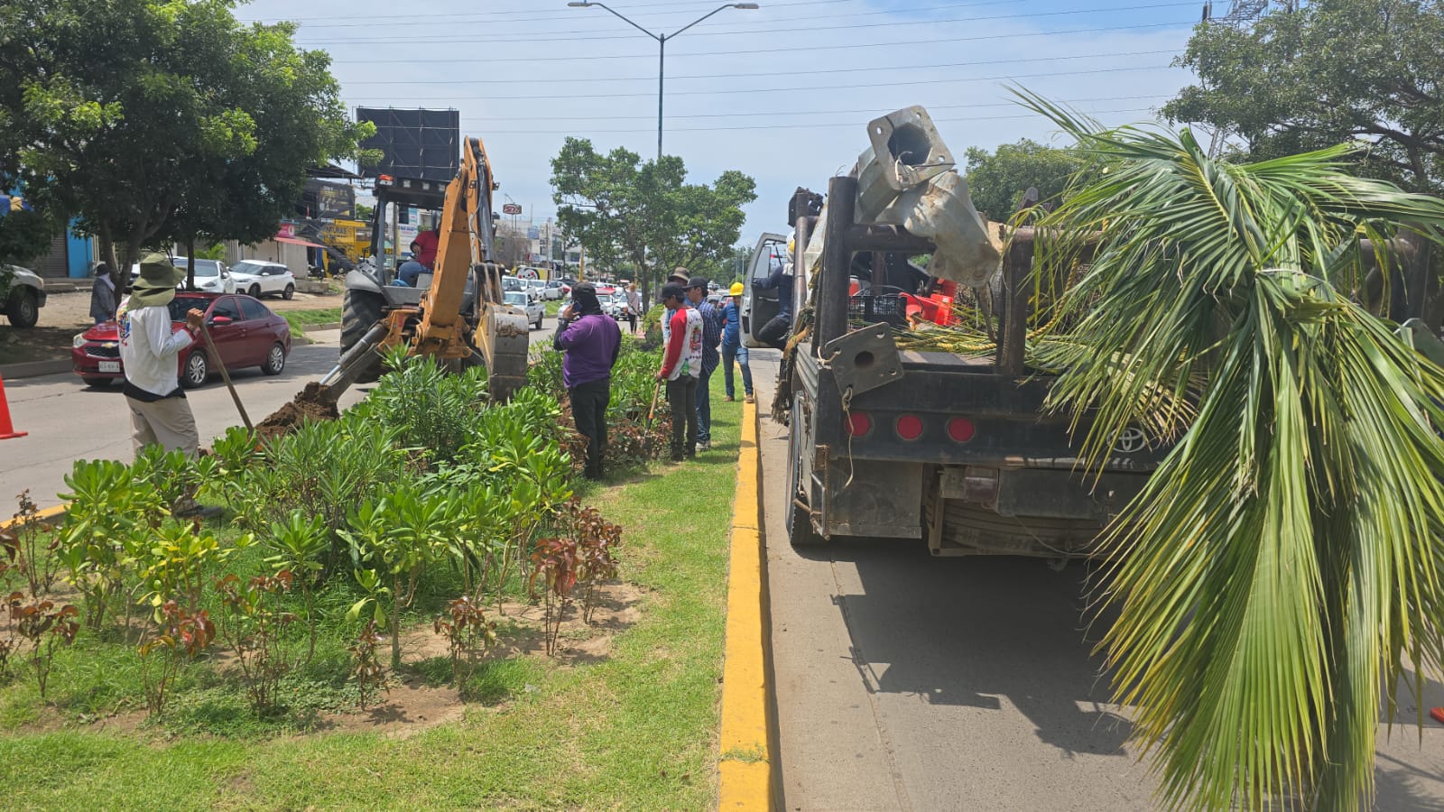 extracción de las palmas cocoteras