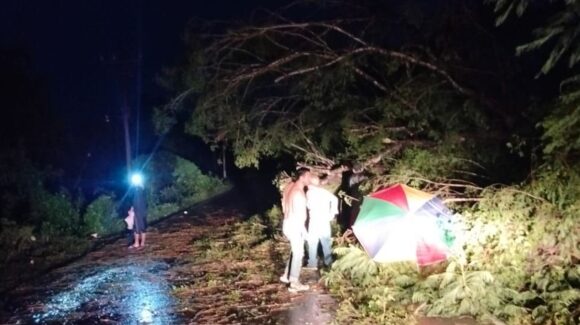 Árbol cae y bloquea carretera en Guasave tras fuertes lluvias
