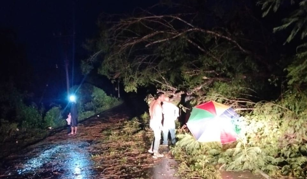 Fuerte lluvia provoca caída de árbol en carretera a Nío, Guasave