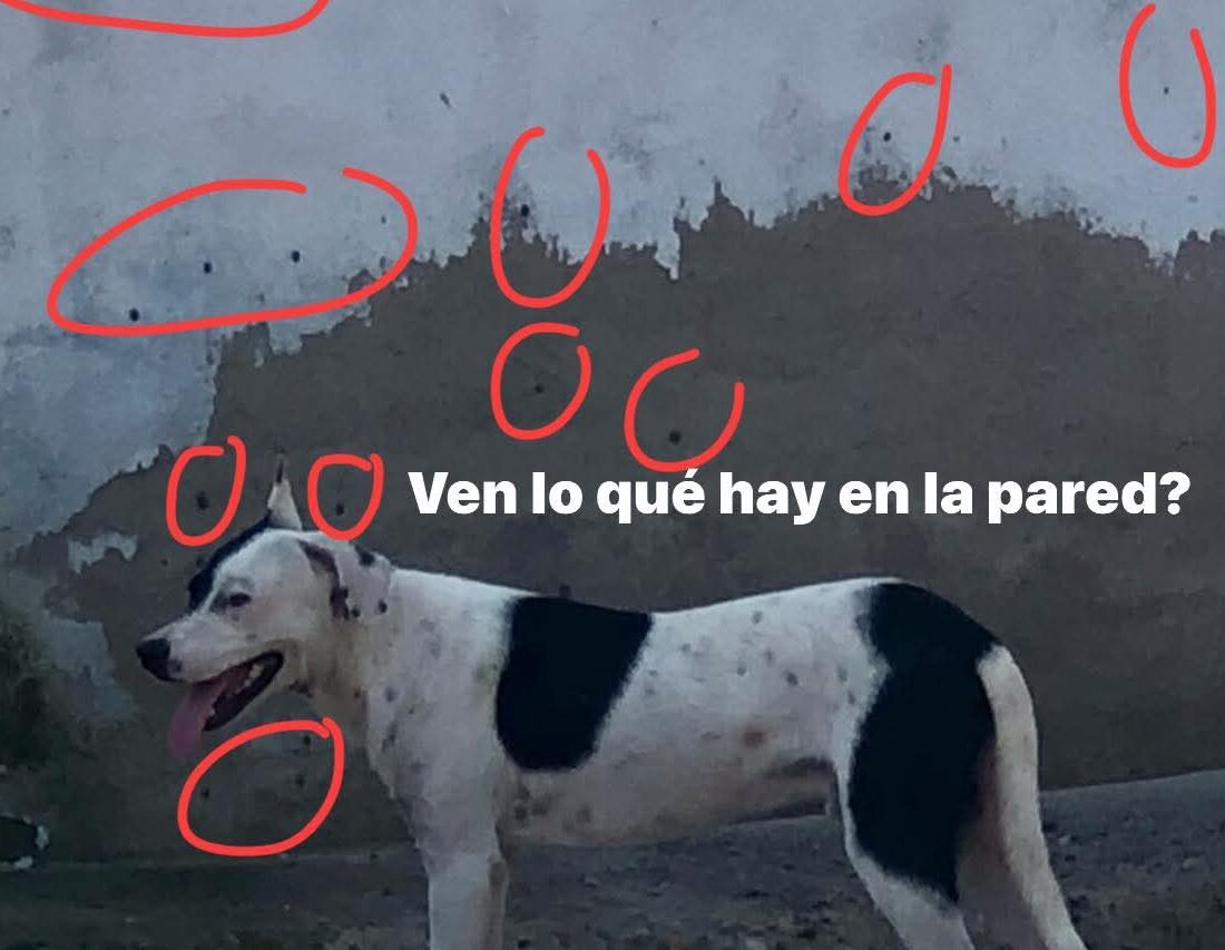 Garrapata