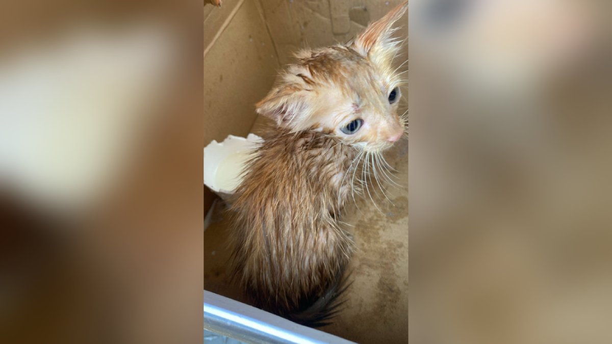 Gatito rescatado en Mazatlán