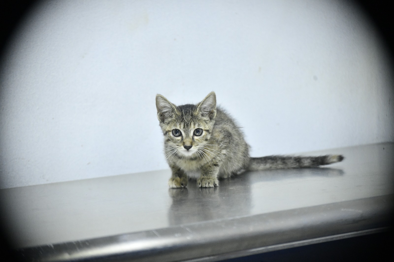Gato