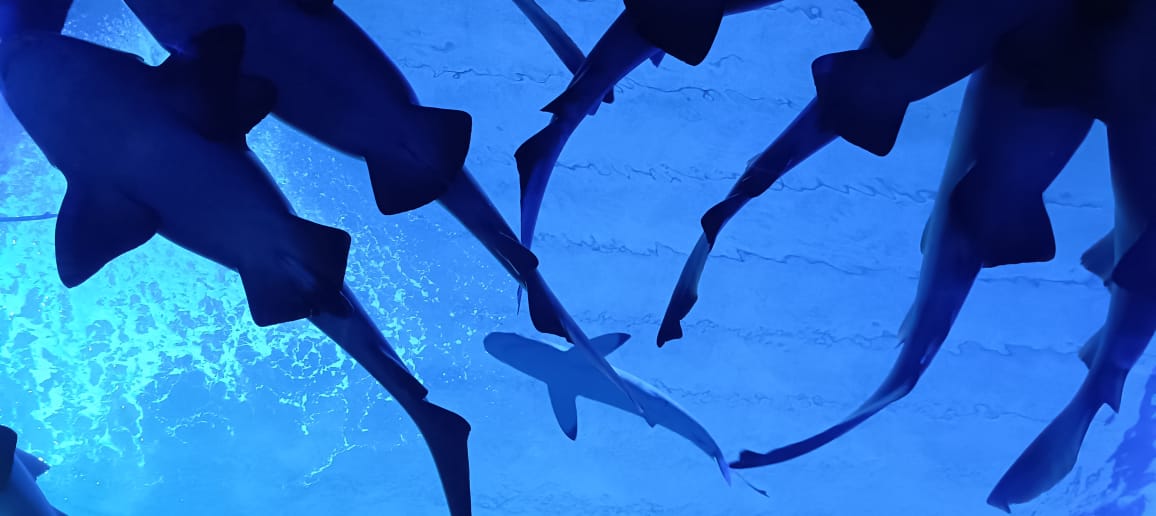 Gran Acuario Mazatlán