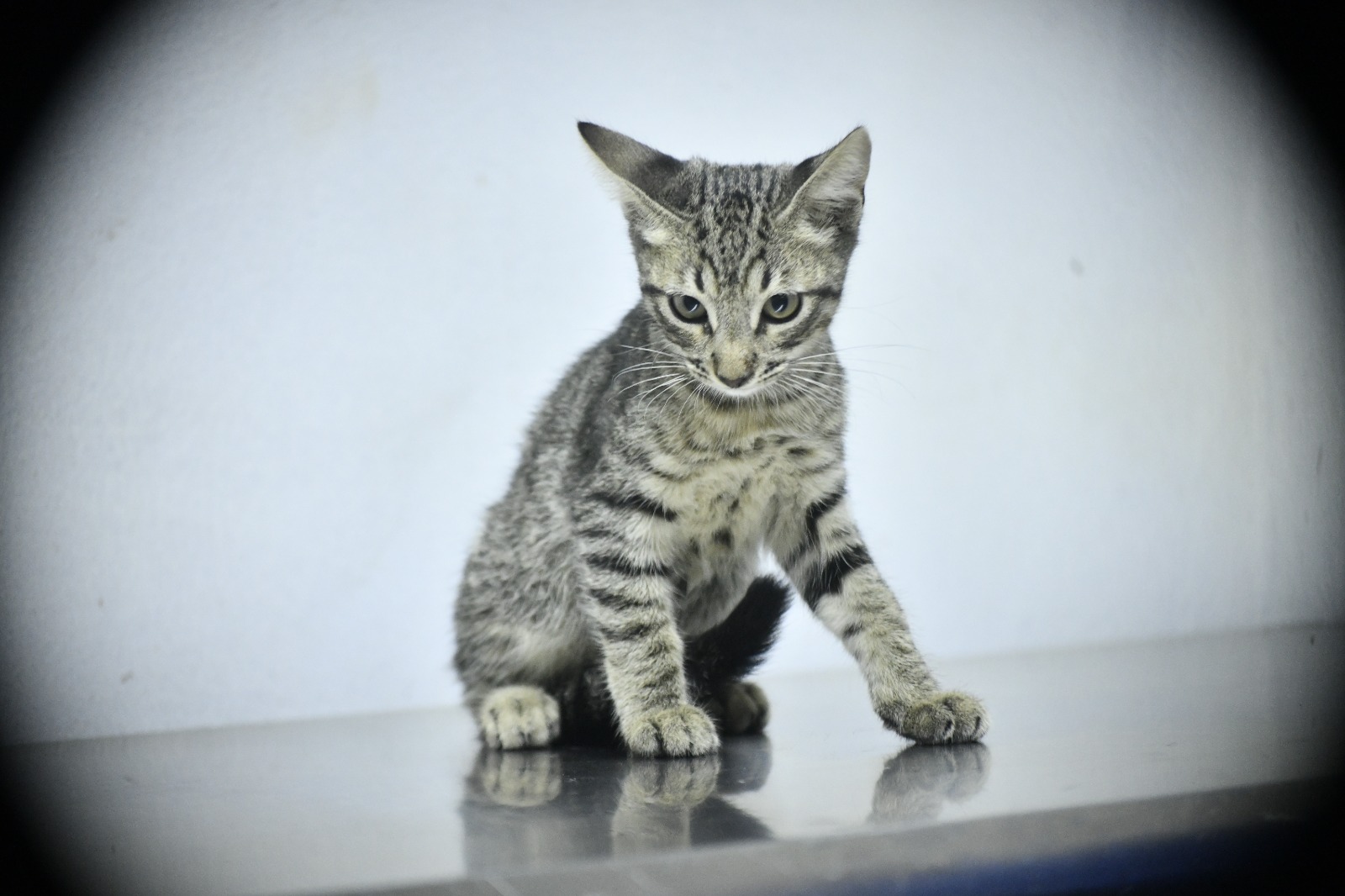 Gato