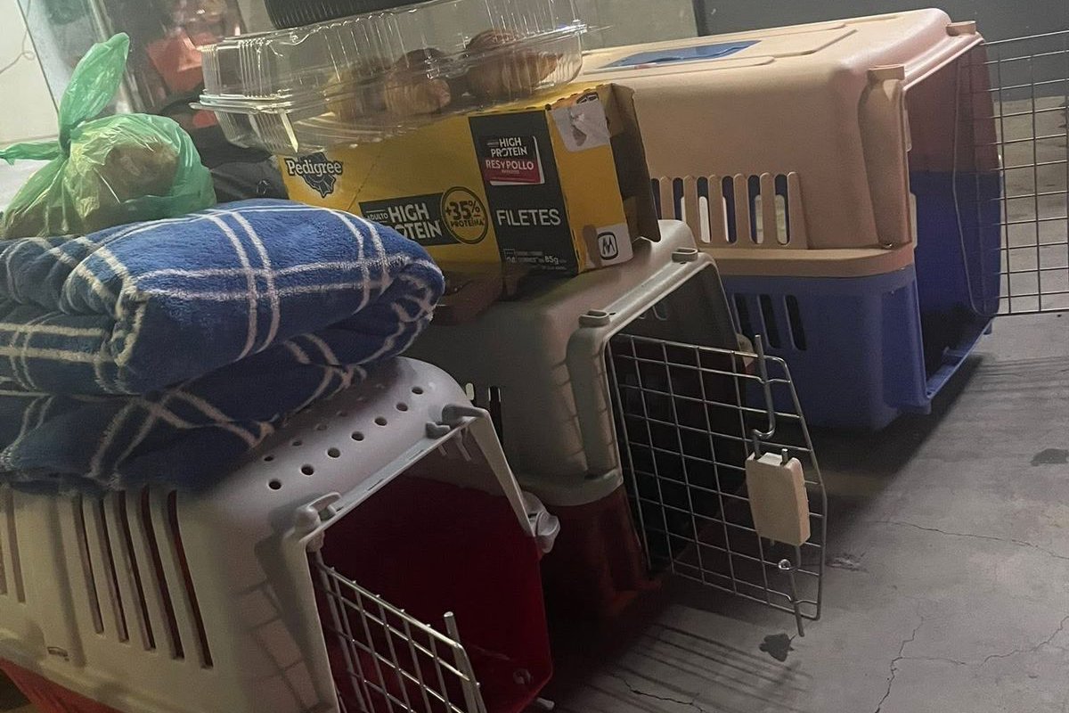 caja para transportar mascotas