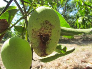 hongo antracnosis en mango