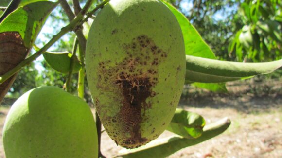 Surge preocupación entre productores de mango en Escuinapa al brotar un hongo en la fruta