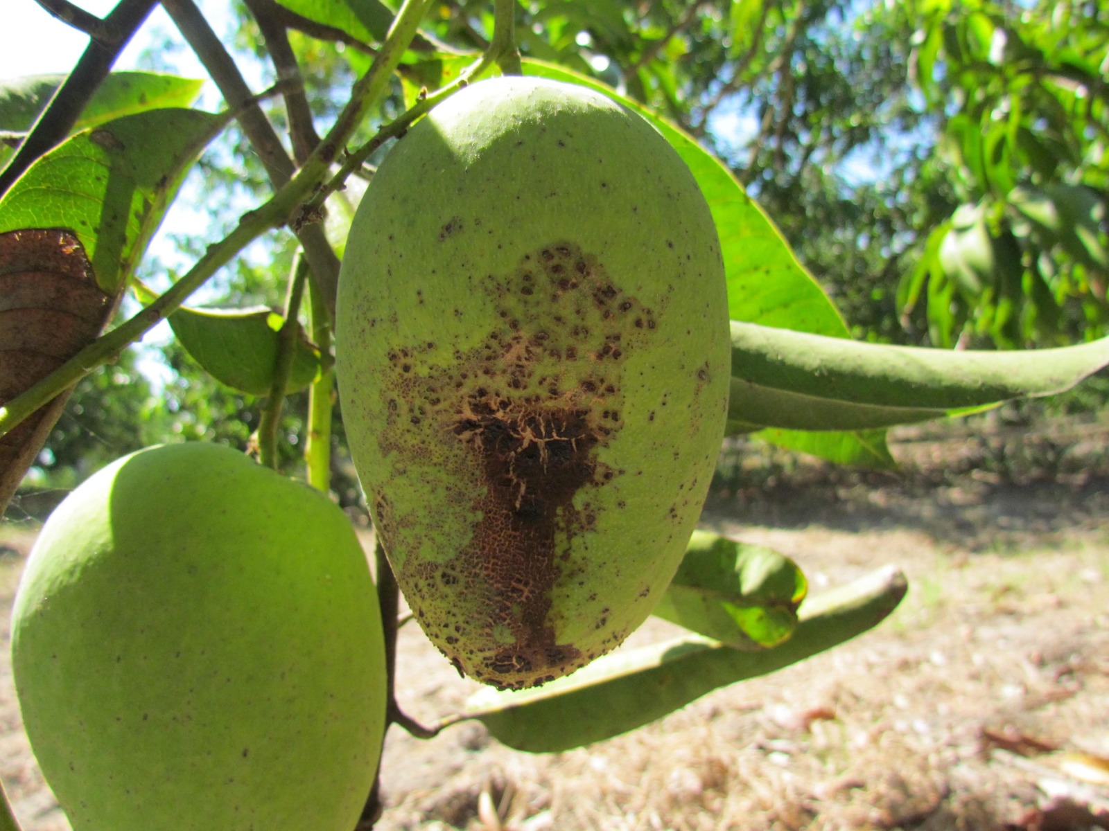 hongo antracnosis en mango